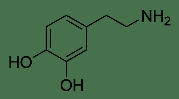 Différence entre la dopamine et les endorphines