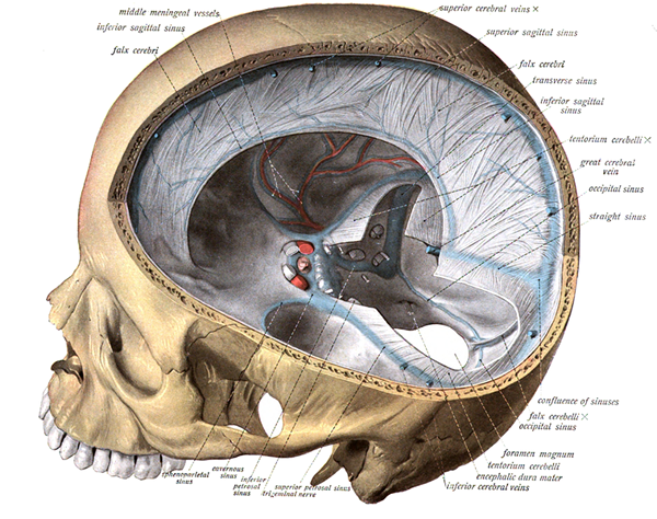 Diferencia entre la duramadre del cerebro y la médula espinal