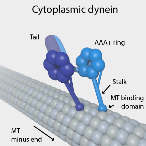 Perbezaan antara dynein dan kinesin