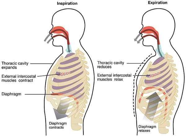 Perbezaan antara dyspnea dan sesak nafas