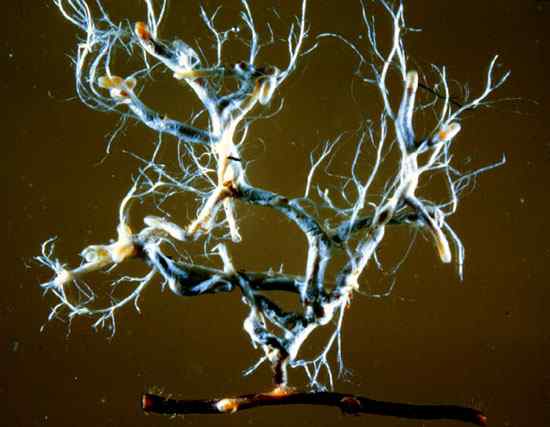 Perbezaan antara ectomycorrhizae dan endomycorrhizae