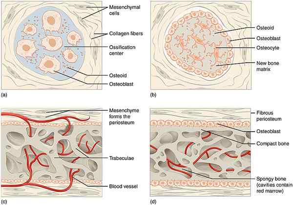 Unterschied zwischen endochondraler Ossifikation und intramembranischer Ossifikation