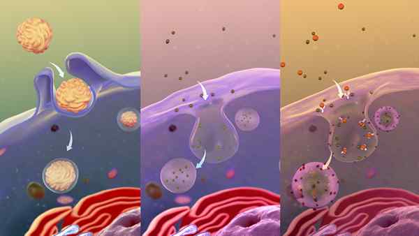 Perbezaan antara endositosis dan exocytosis