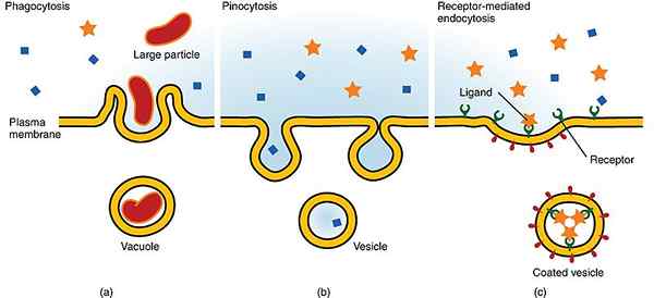 Différence entre l'endocytose et la phagocytose