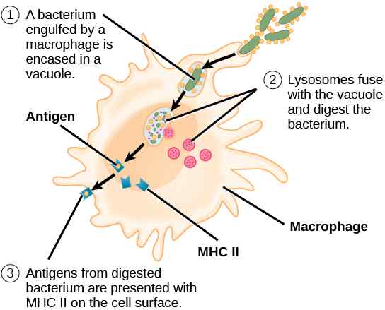 Perbedaan antara antigen endogen dan eksogen