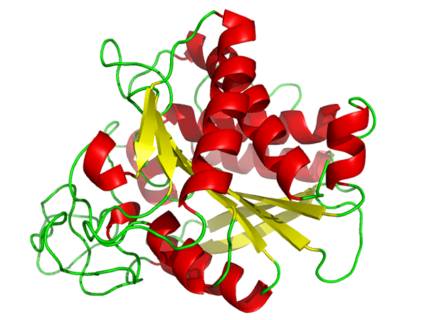 Perbedaan antara endopeptidase dan exopeptidase