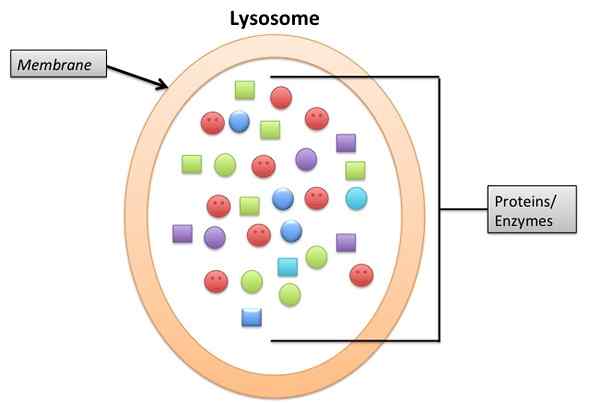 Perbezaan antara endosom dan lysosome