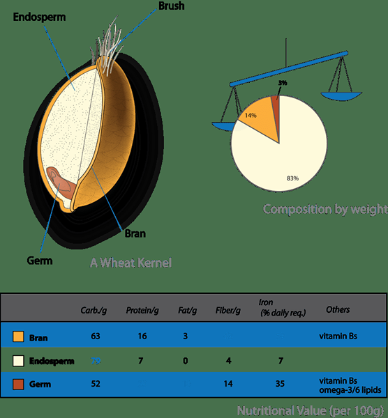 Perbedaan antara endosperma dan perisperma