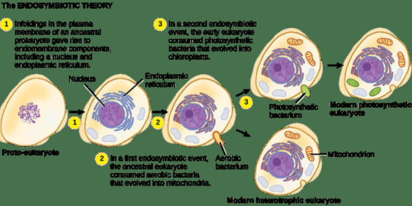 Différence entre endosymbionte et endophyte