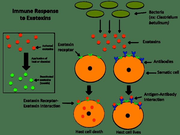 Unterschied zwischen Endotoxin und Exotoxin