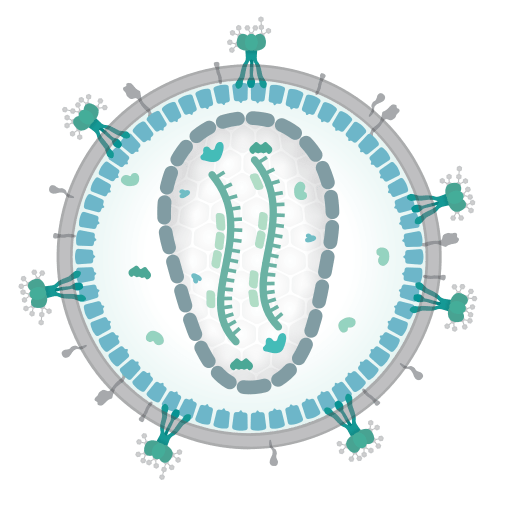 Différence entre les virus enveloppés et non enveloppés