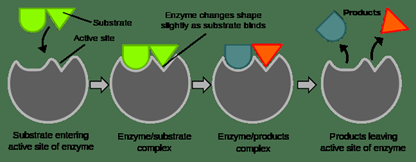Perbezaan antara enzim dan koenzim