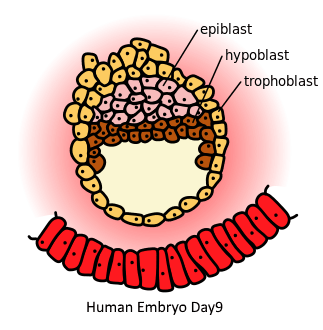 Différence entre épiblaste et hypoblaste