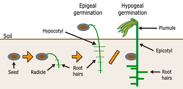 Différence entre la germination épigale et hypogéale