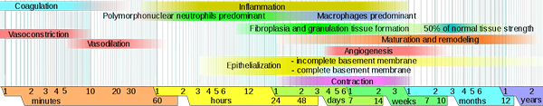 Unterschied zwischen Epithelisierung und Granulation