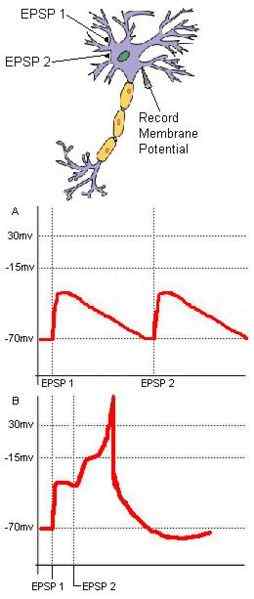 Différence entre EPSP et IPSP