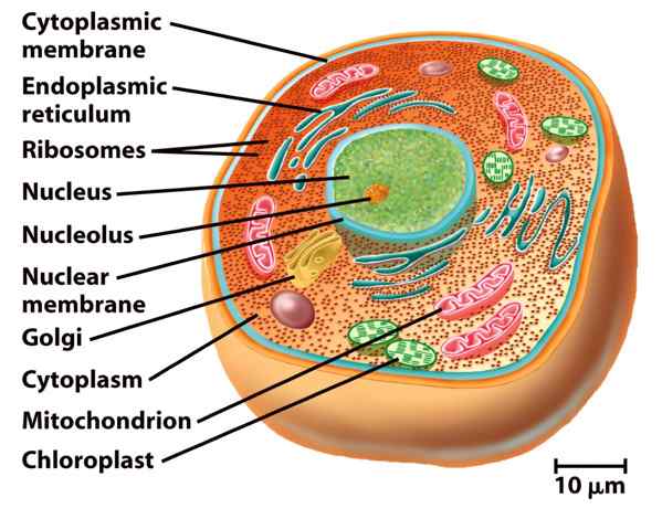 Différence entre eucaryotes et procaryotes