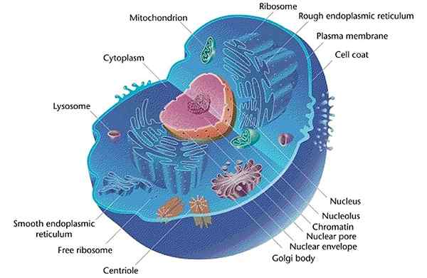 Différence entre les cellules eucaryotes et les cellules procaryotes