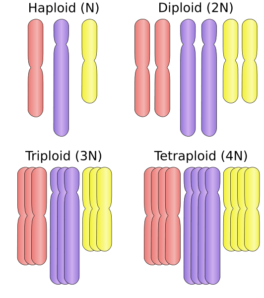 Diferencia entre euploidía y aneuploidía