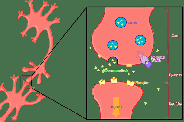 Perbezaan antara neurotransmiter yang menggembirakan dan menghalang