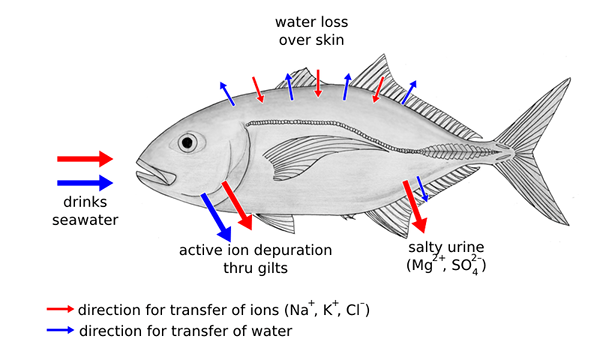 Différence entre l'excrétion et l'osmoregulation