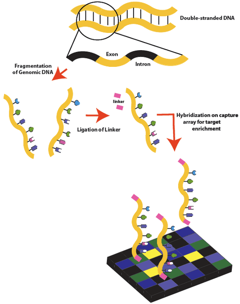 Perbezaan antara penjujukan exome dan RNA