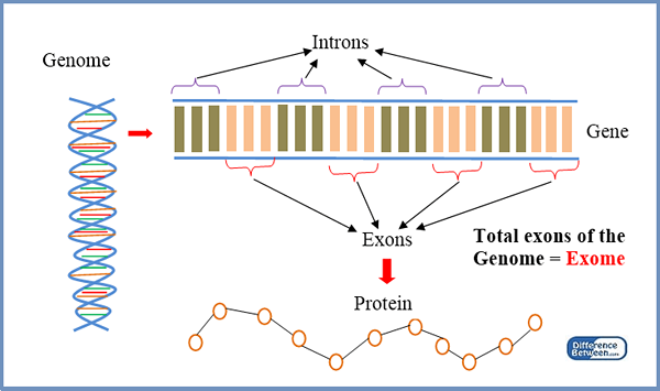 Diferencia entre exoma y transcriptoma