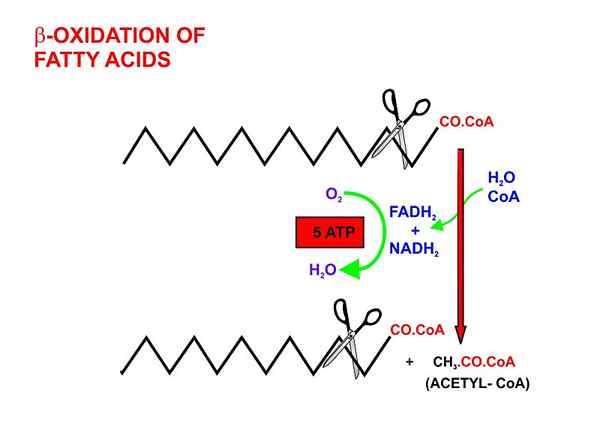 Différence entre la synthèse des acides gras et l'oxydation bêta