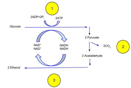 Unterschied zwischen Fermentation und Glykolyse