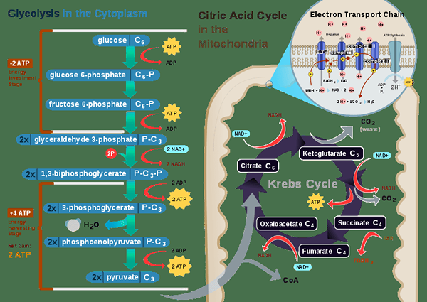 Diferencia entre fermentación y respiración