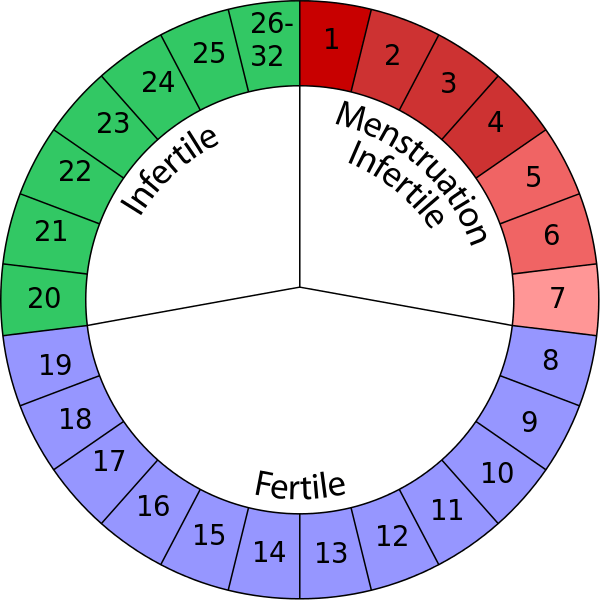 Différence entre fertile et ovulation