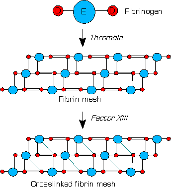 Différence entre fibrine et fibrinogène