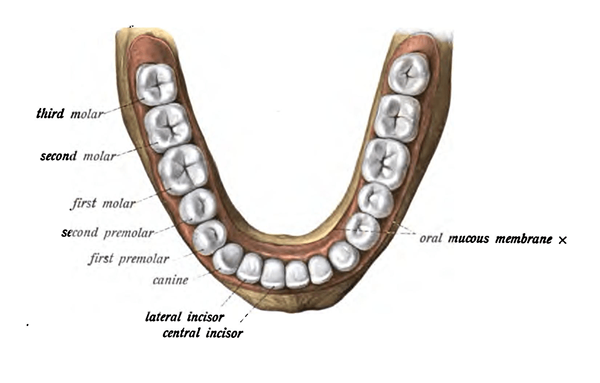 Perbedaan antara premolar pertama dan kedua