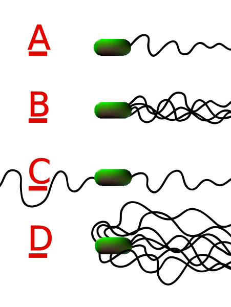 Différence entre les flagelles et les cils