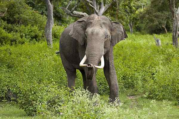 Perbedaan antara flora dan fauna