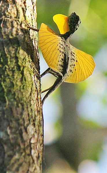 Diferencia entre lagarto volador y el pájaro