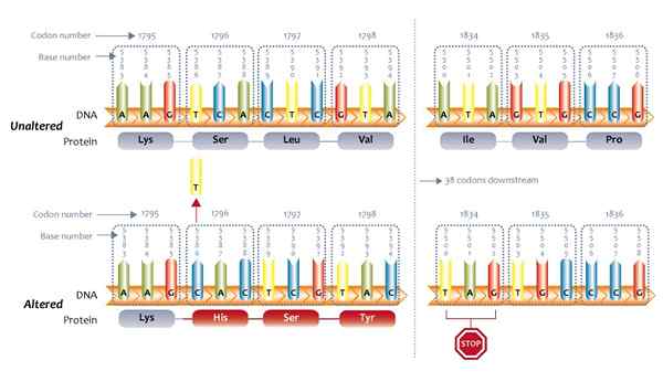 Unterschied zwischen Frameshift -Mutation und Basensubstitutionsmutation