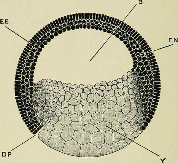 Différence entre la grenouille et la gastrulation des poussins