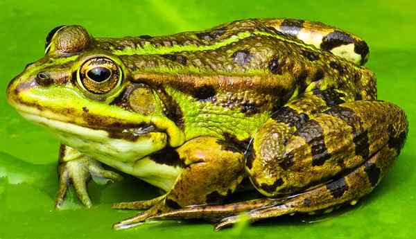 Différence entre les grenouilles et les crapauds