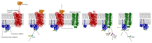 Perbezaan antara reseptor gabungan protein G dan kinase tyrosine reseptor