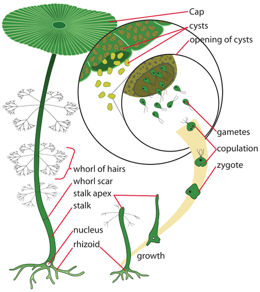 Différence entre le gamète et le gamétophyte