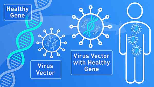 Diferencia entre la adición de genes y el reemplazo de genes