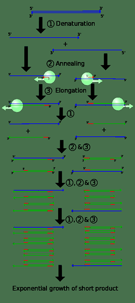 Différence entre l'amplification des gènes et le clonage des gènes