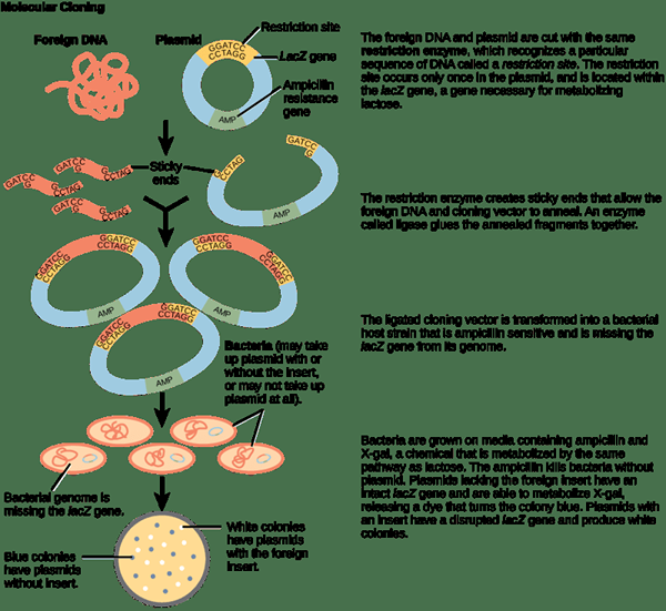 Diferencia entre la clonación de genes y la PCR