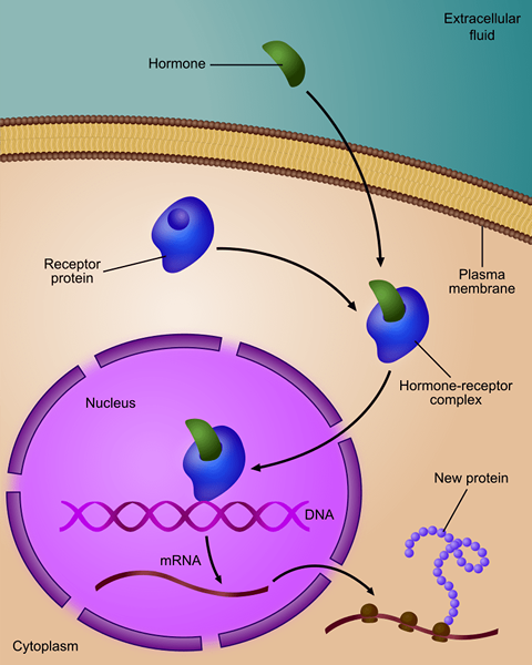 Unterschied zwischen Genexpression und Genregulation