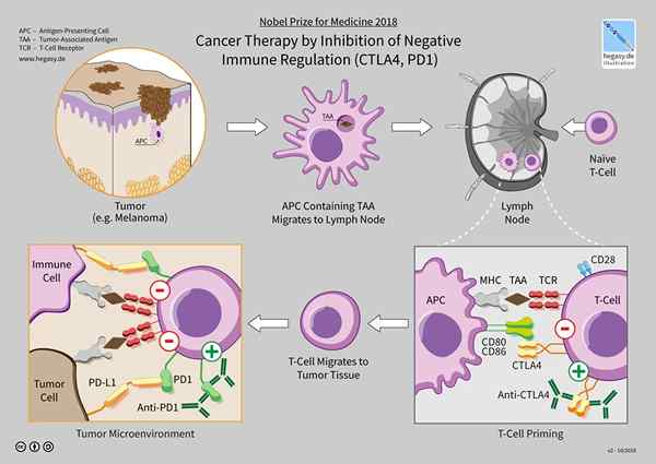 Différence entre la thérapie génique et l'immunothérapie