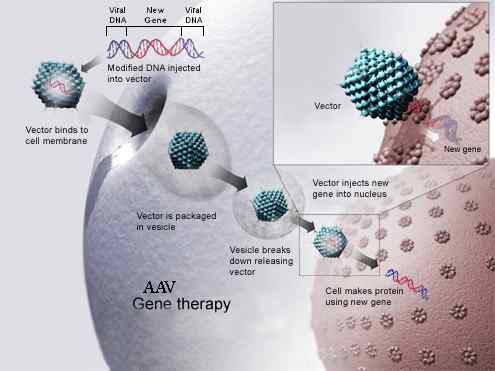 Perbezaan antara terapi gen dan terapi sel stem