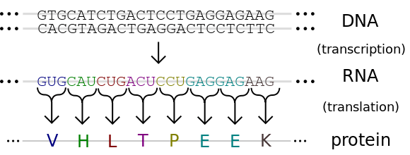 Unterschied zwischen genetischem Code und Codon