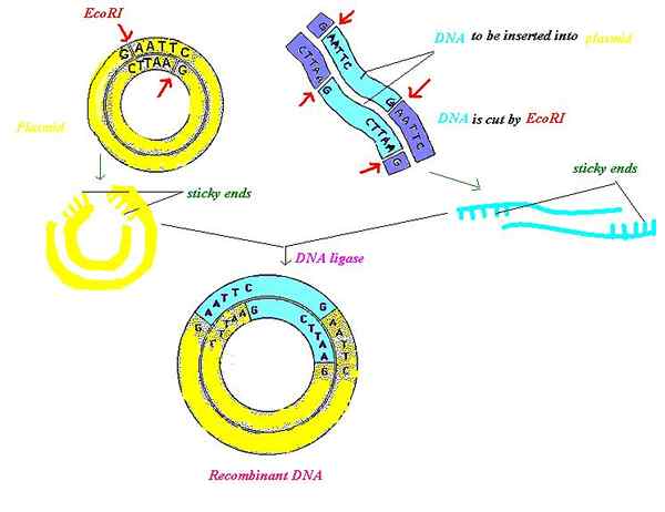 Différence entre le génie génétique et la technologie d'ADN recombinant