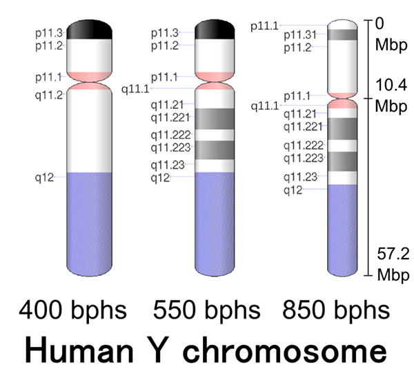 Unterschied zwischen genetischer Karte und physischer Karte